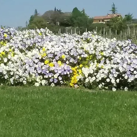 Filippo * 卡斯特努沃德加尔达